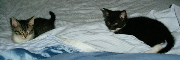 Allegro and Velvet kittens